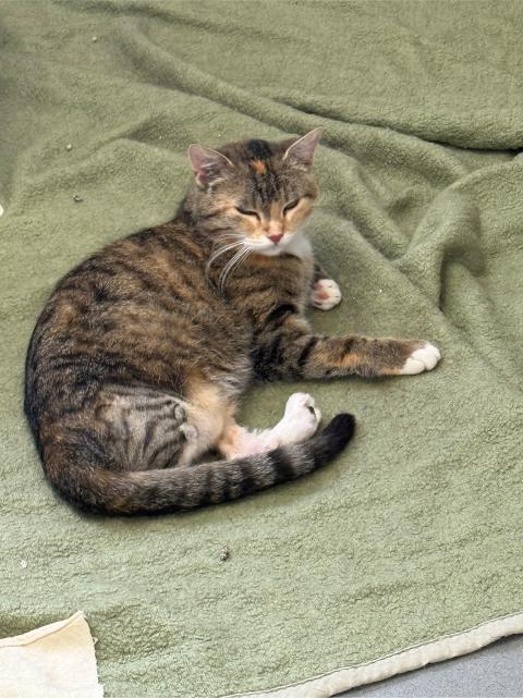 Fiona