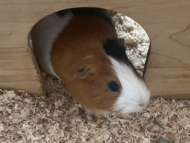 Anna, Loki und Merida