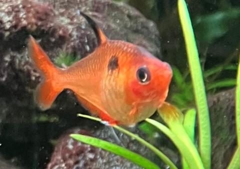 2 Blutsalmler suchen passenden Schwarm