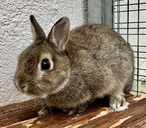 Schnuffi