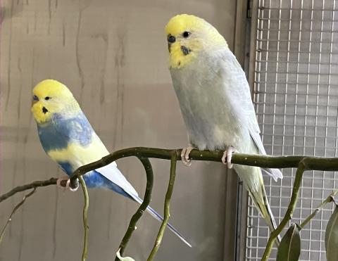 Jimmy und Yani