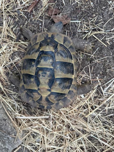 Griechische Landschildkröte