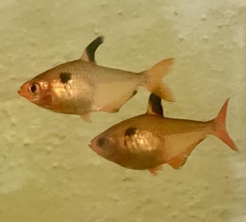 Fische suchen passenden Schwarm