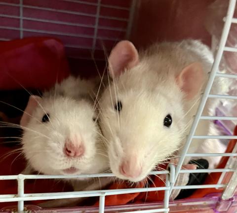 Pinky und Brain