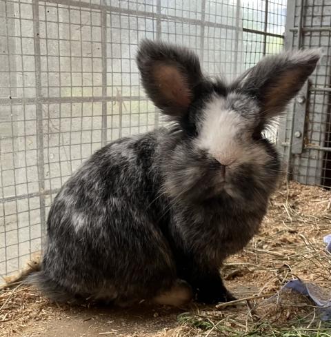 Bunny
