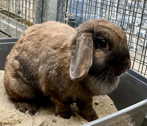 Coco
