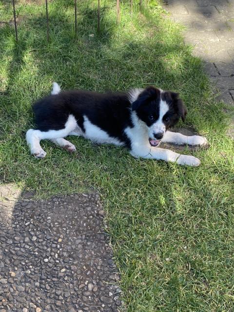 Border Collie Hündin