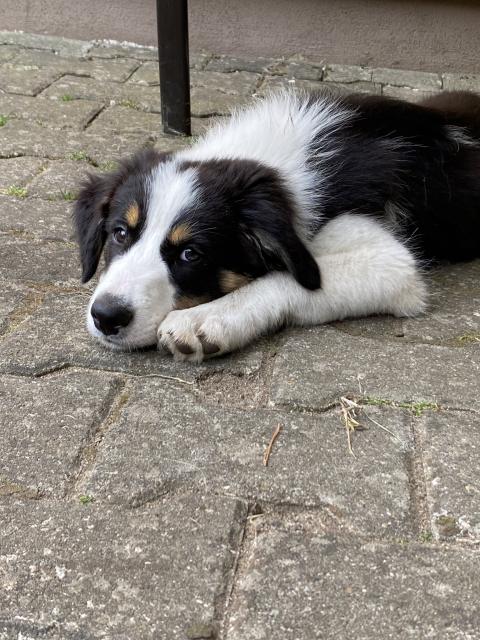 Border Collie