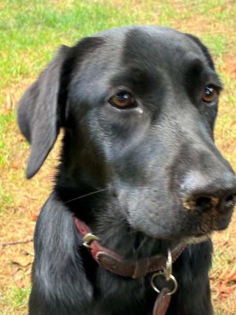 Stella