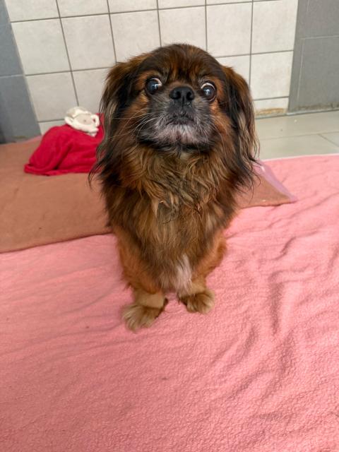Chico