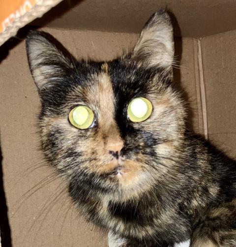 Kitti