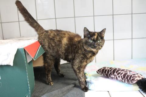 Kascha - ältere Fundkatze aus Igensdorf