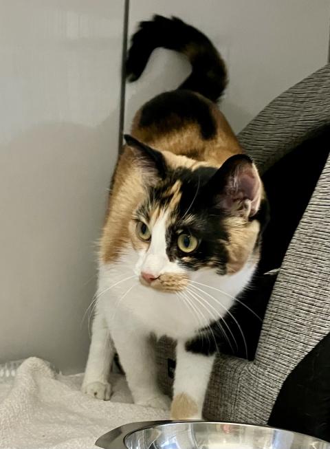 Bella